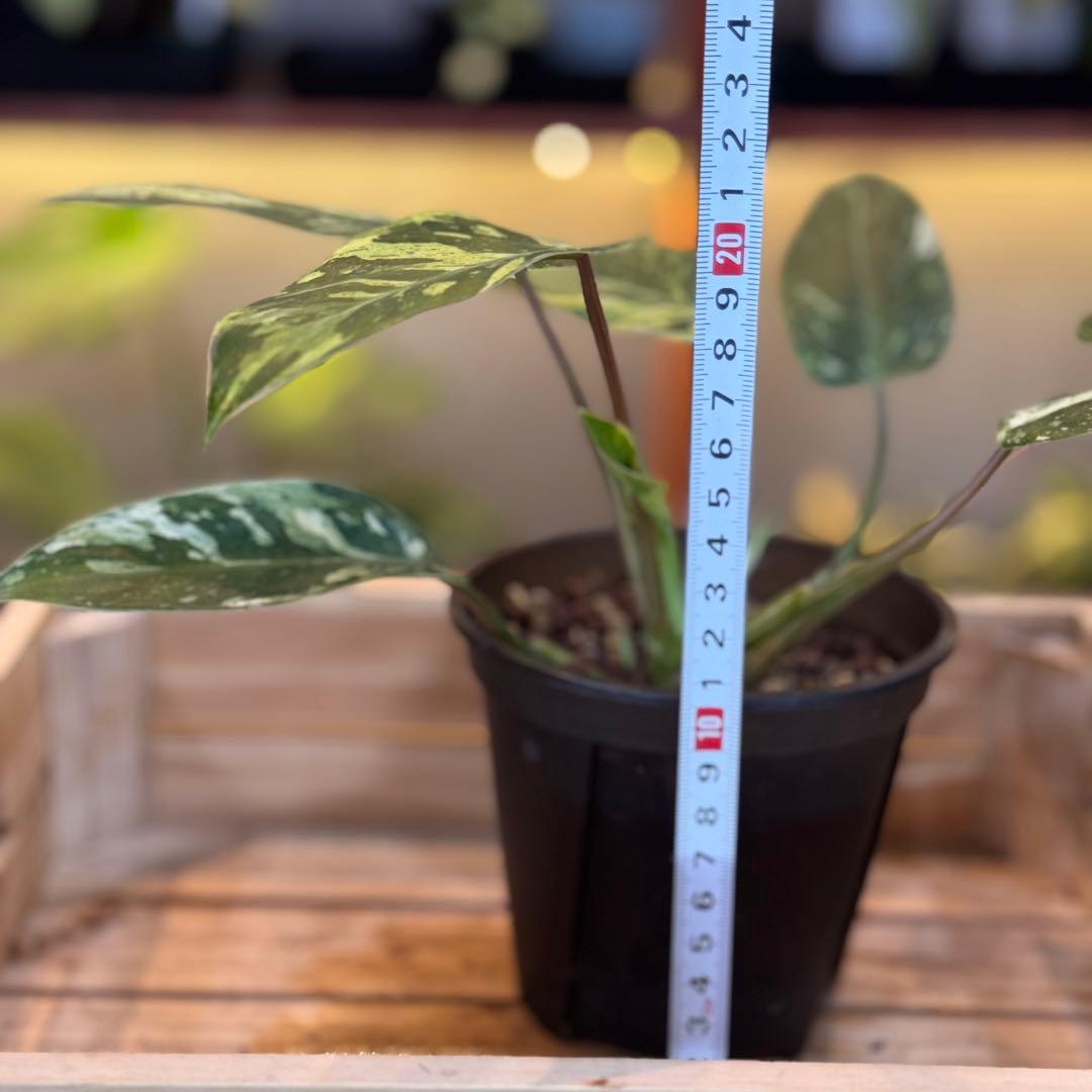 24 フィロデンドロン エメラルドクイーン 斑入り 激レア - メルカリ