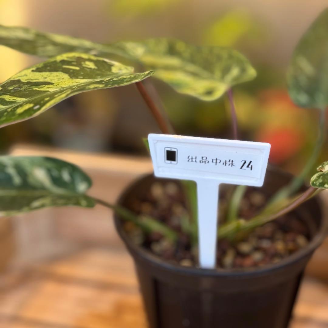 24 フィロデンドロン エメラルドクイーン 斑入り 激レア - メルカリ