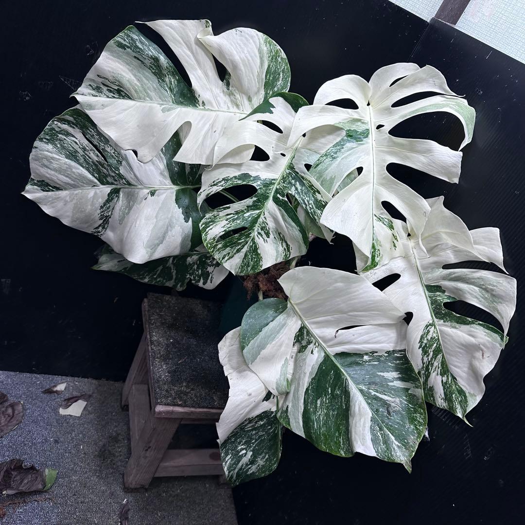 斑入りモンステラ ホワイトタイガー極美大株55cm白斑多 - メルカリ