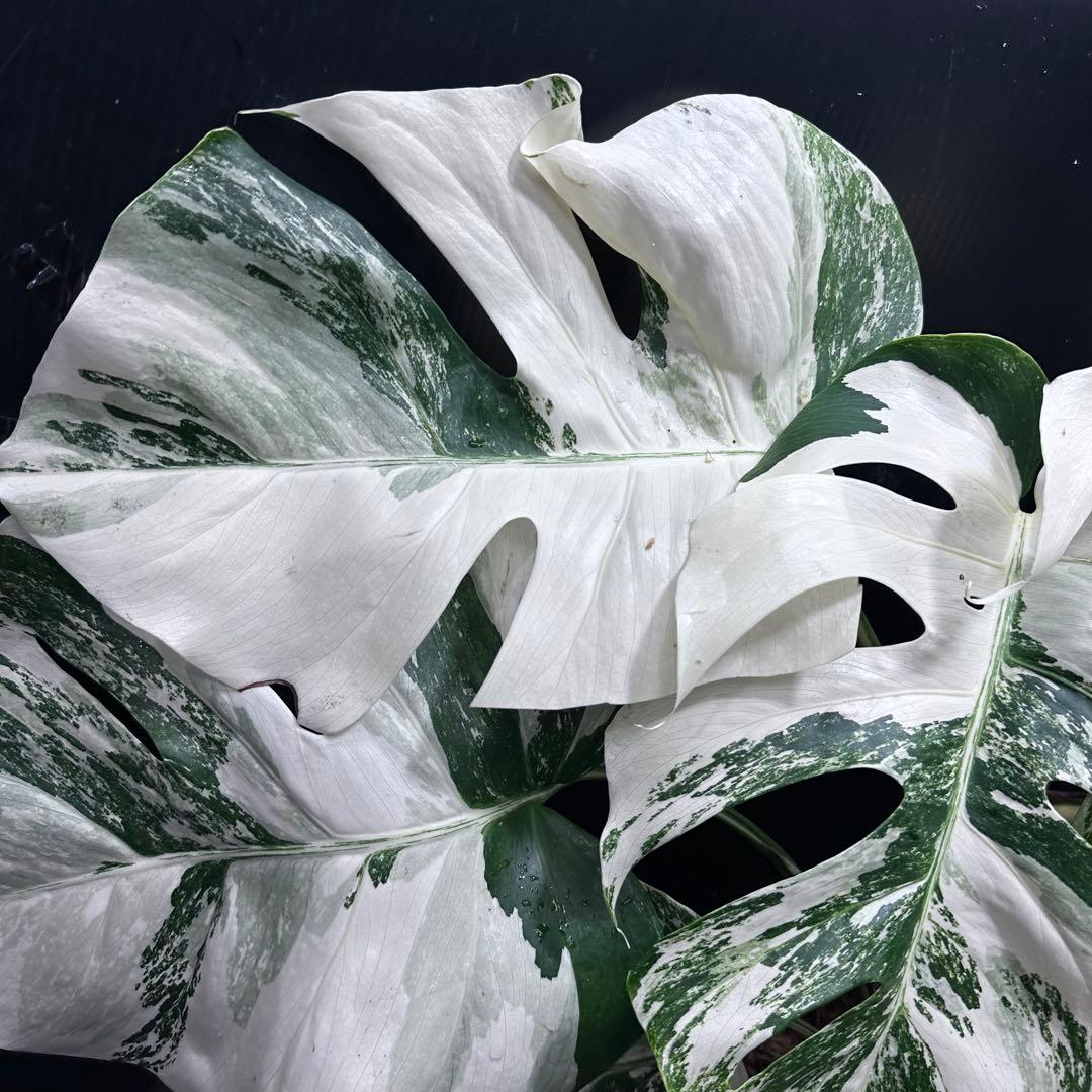 斑入りモンステラ ホワイトタイガー極美大株55cm白斑多 - メルカリ