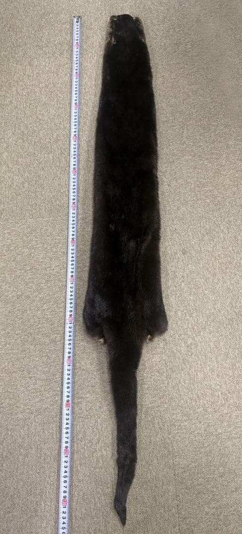 高品質！ カナダカワウソの毛皮（大）1点もの（※登録票は不要）