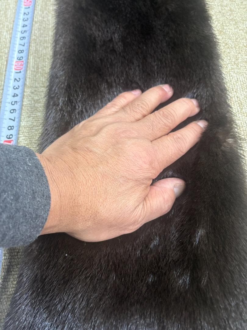 高品質！ カナダカワウソの毛皮（大）1点もの（※登録票は不要）