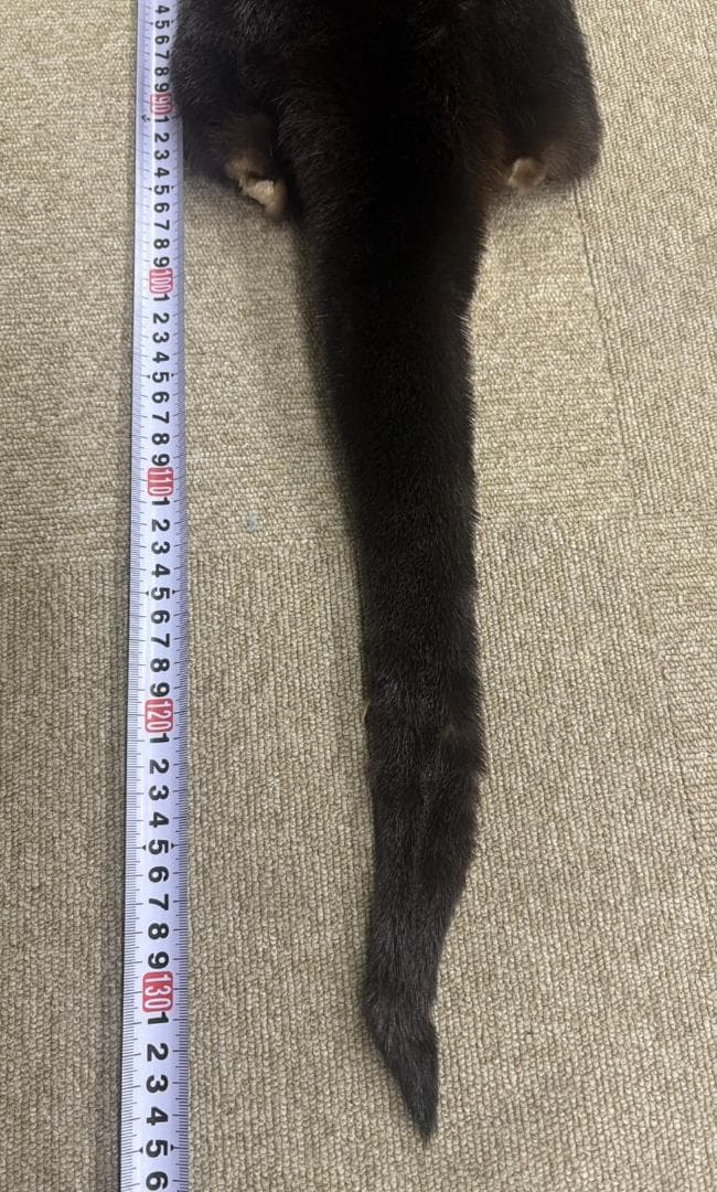 高品質！ カナダカワウソの毛皮（大）1点もの（※登録票は不要）