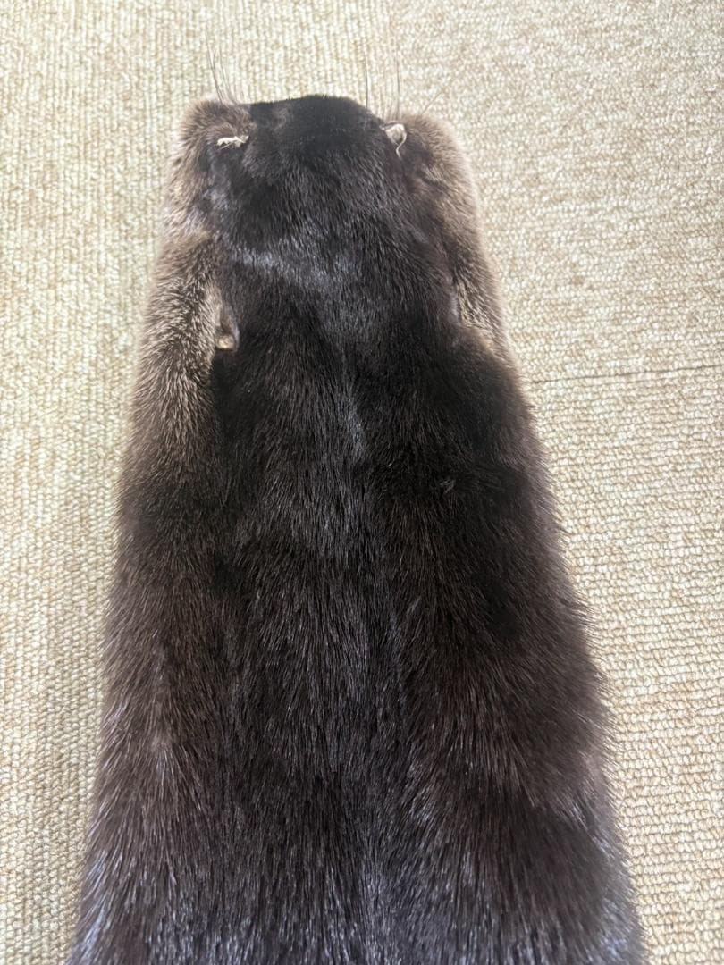 高品質！ カナダカワウソの毛皮（大）1点もの（※登録票は不要）