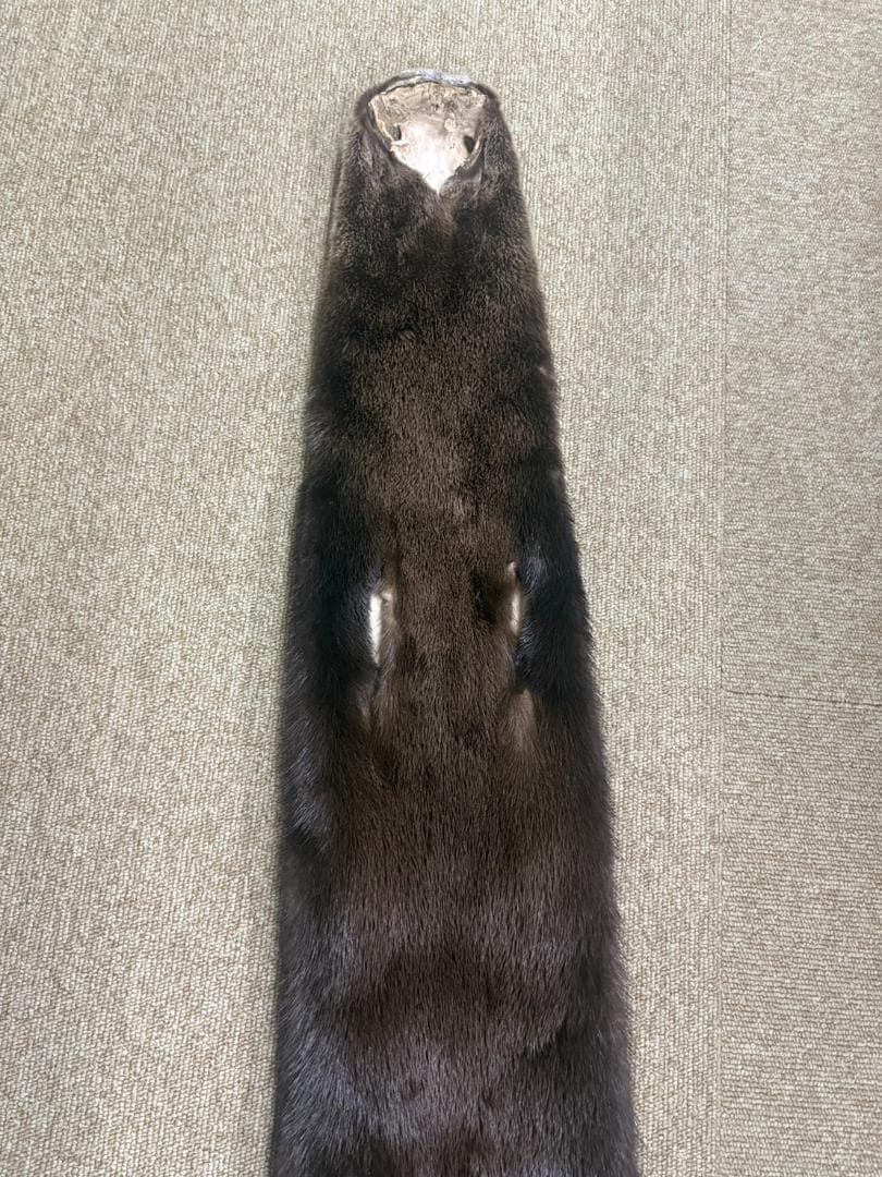高品質！ カナダカワウソの毛皮（大）1点もの（※登録票は不要）