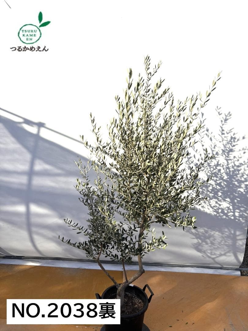 オリーブの木　コレッジョラ　約200cm　NO.2038　大型　現品掲載