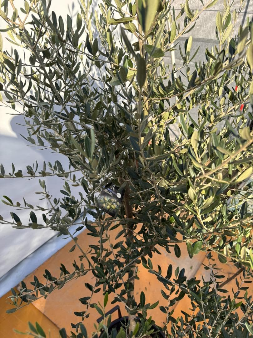 オリーブの木　コレッジョラ　約200cm　NO.2038　大型　現品掲載