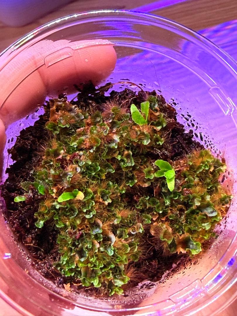 ビカクシダ　Yellow moon dwarf \"EXP\"胞子培養前葉体E