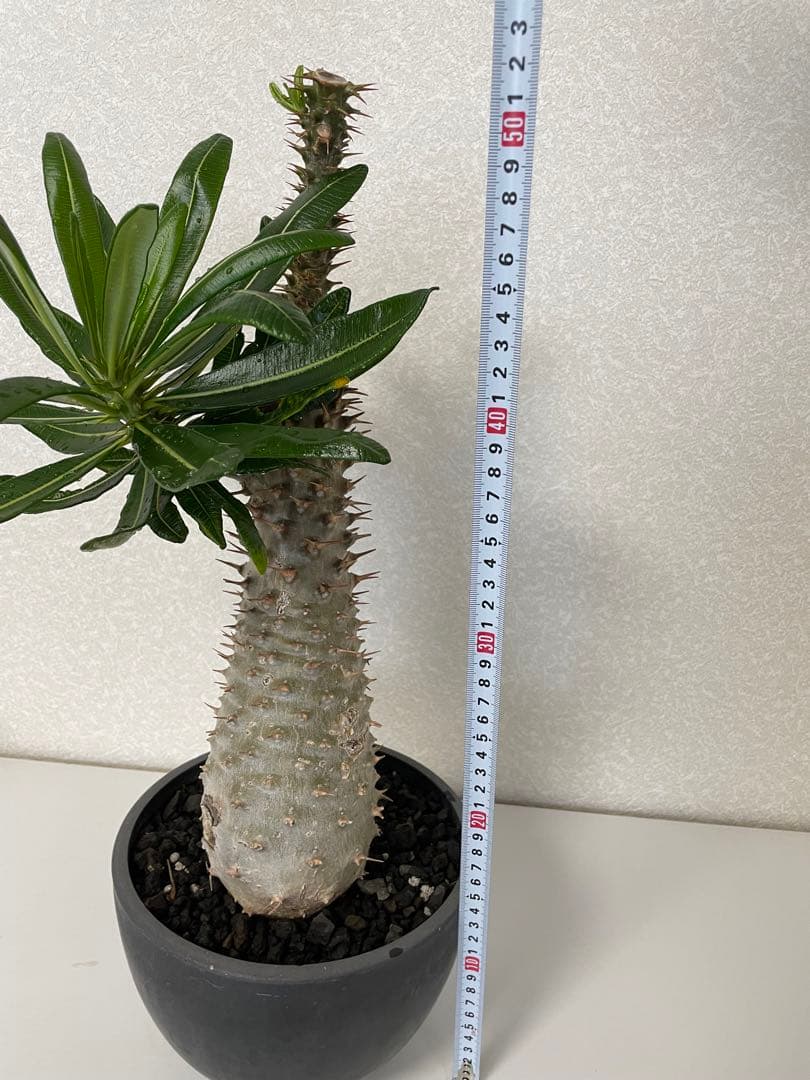 ◇ハーバリウム ＃187 ビオラ ラナン マーガレット…お花いっぱい