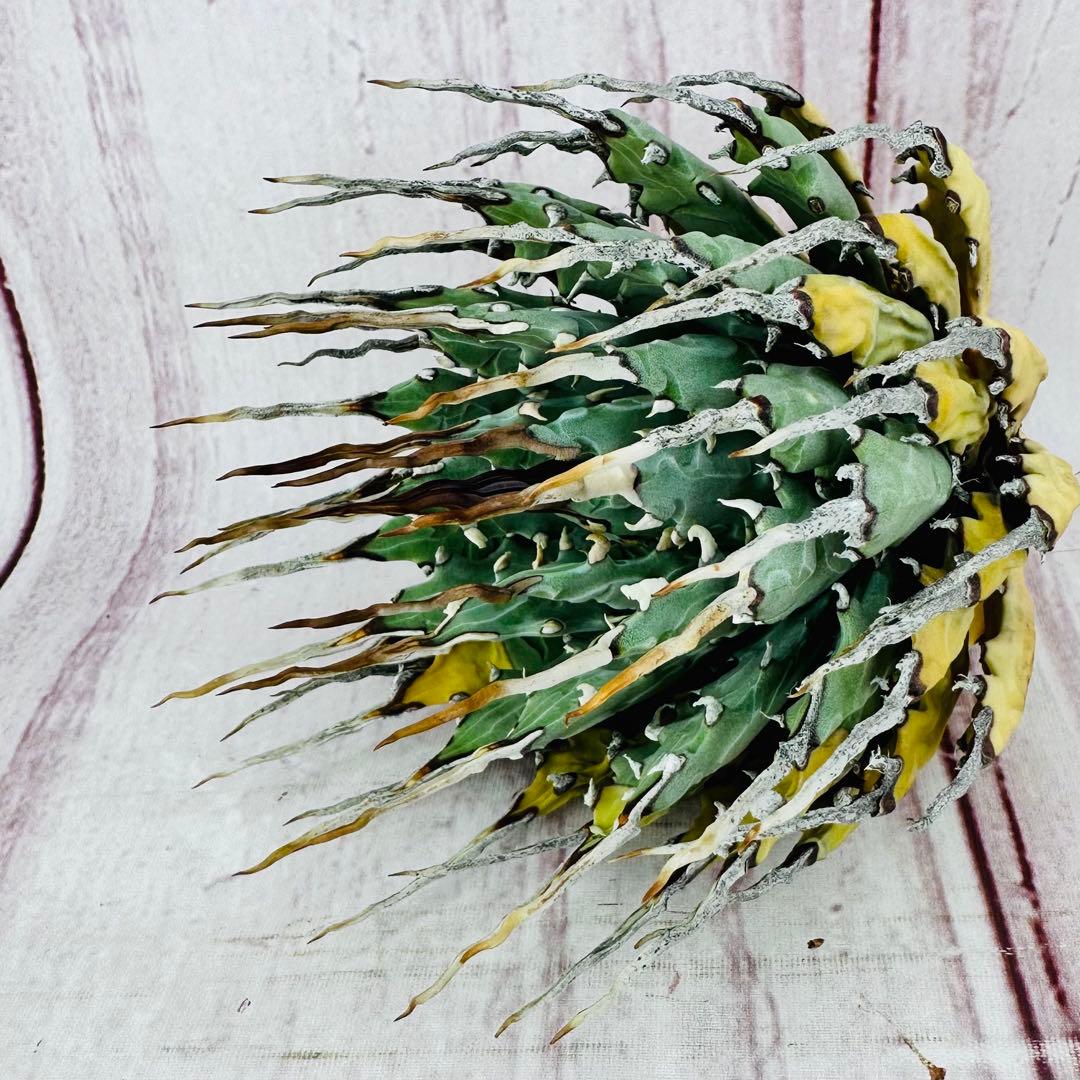 ⑥ アガベ ユタエンシス エボリスピナ 陽炎 ロングスパイン