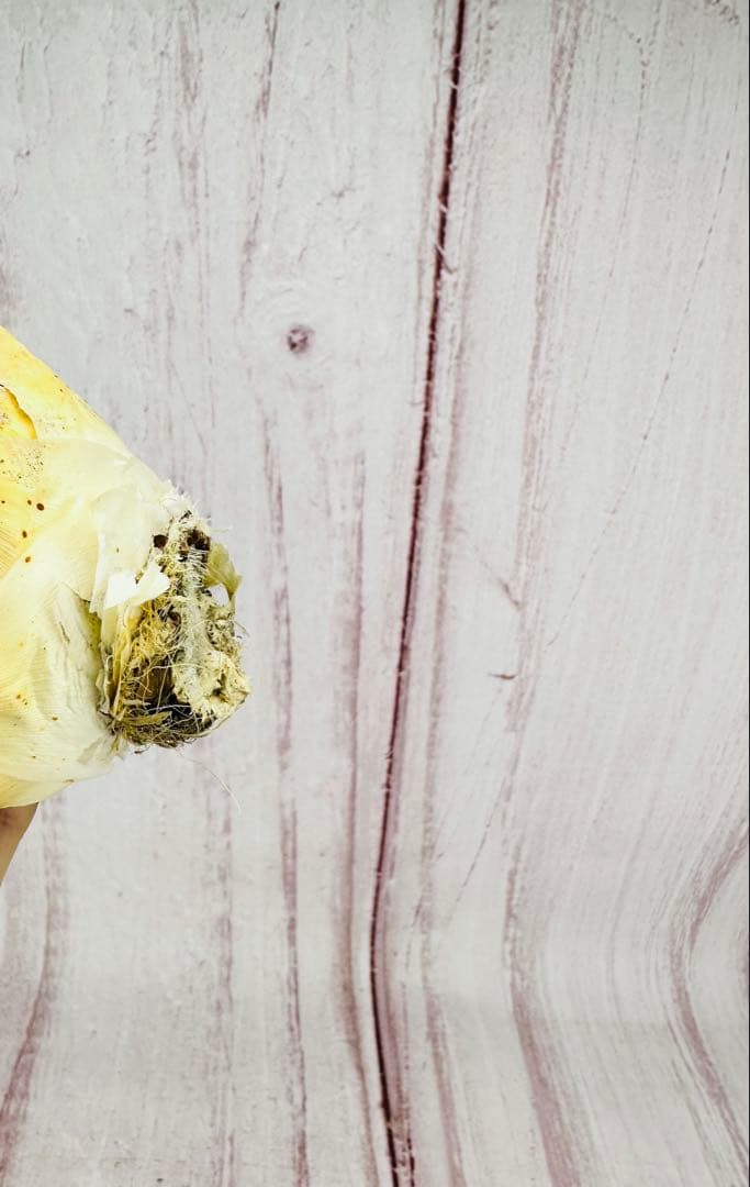 ⑥ アガベ ユタエンシス エボリスピナ 陽炎 ロングスパイン