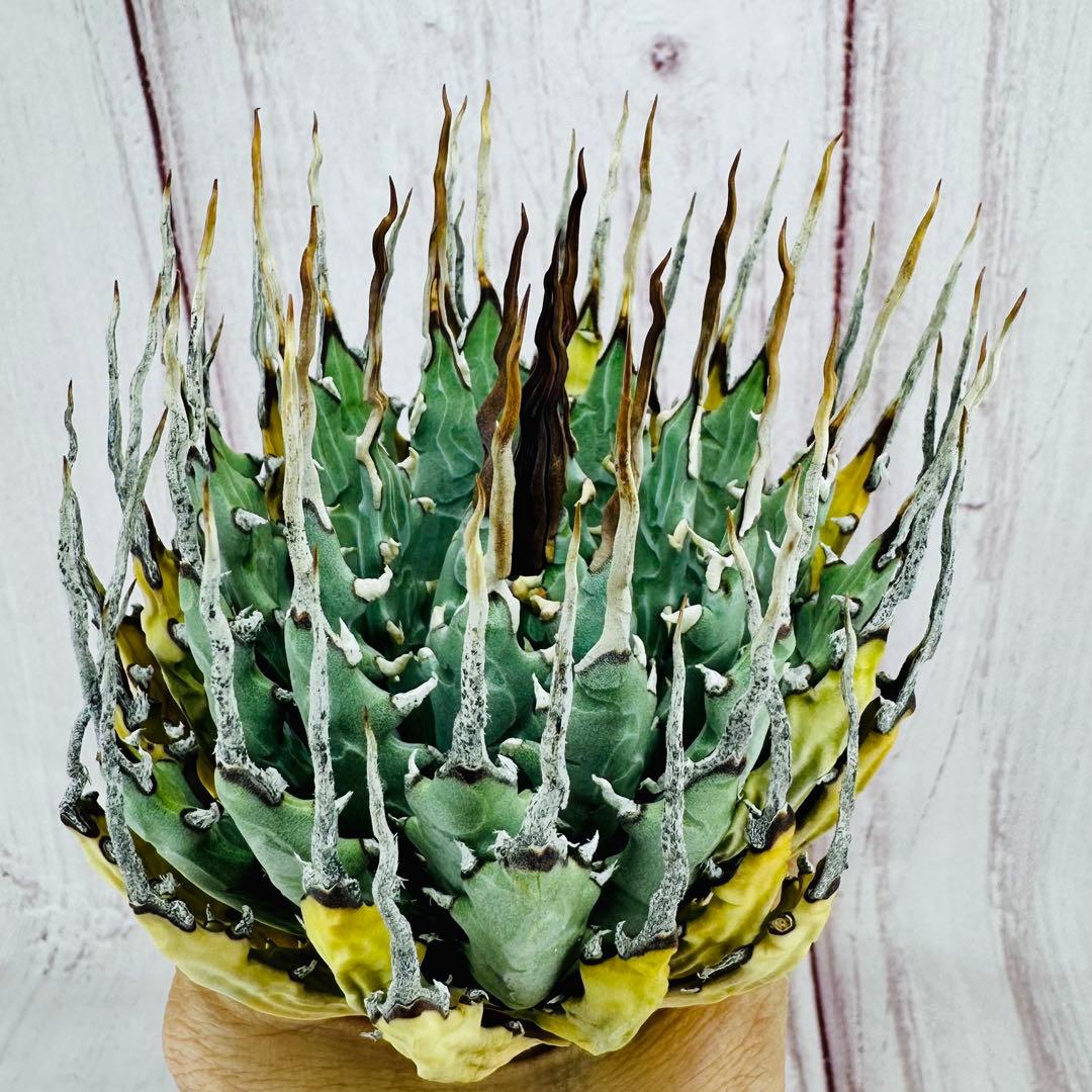 ⑥ アガベ ユタエンシス エボリスピナ 陽炎 ロングスパイン