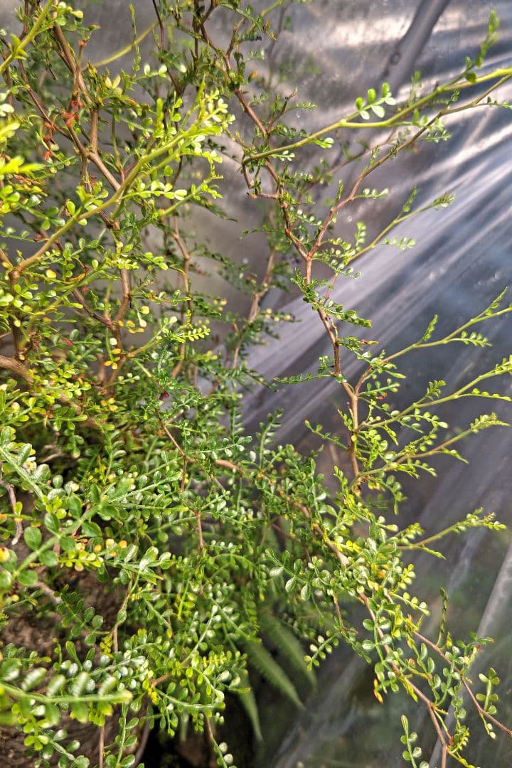 Fenrir　オペルクリカリアパキプスとグラキリス