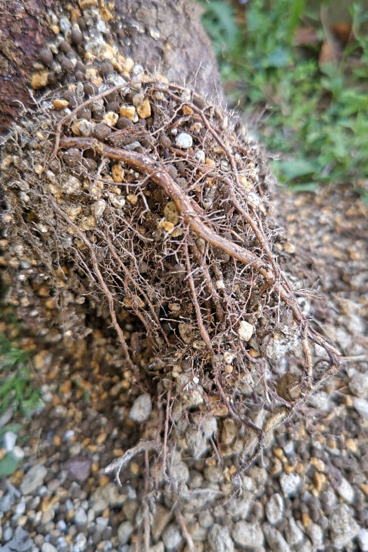 Fenrir　オペルクリカリアパキプスとグラキリス