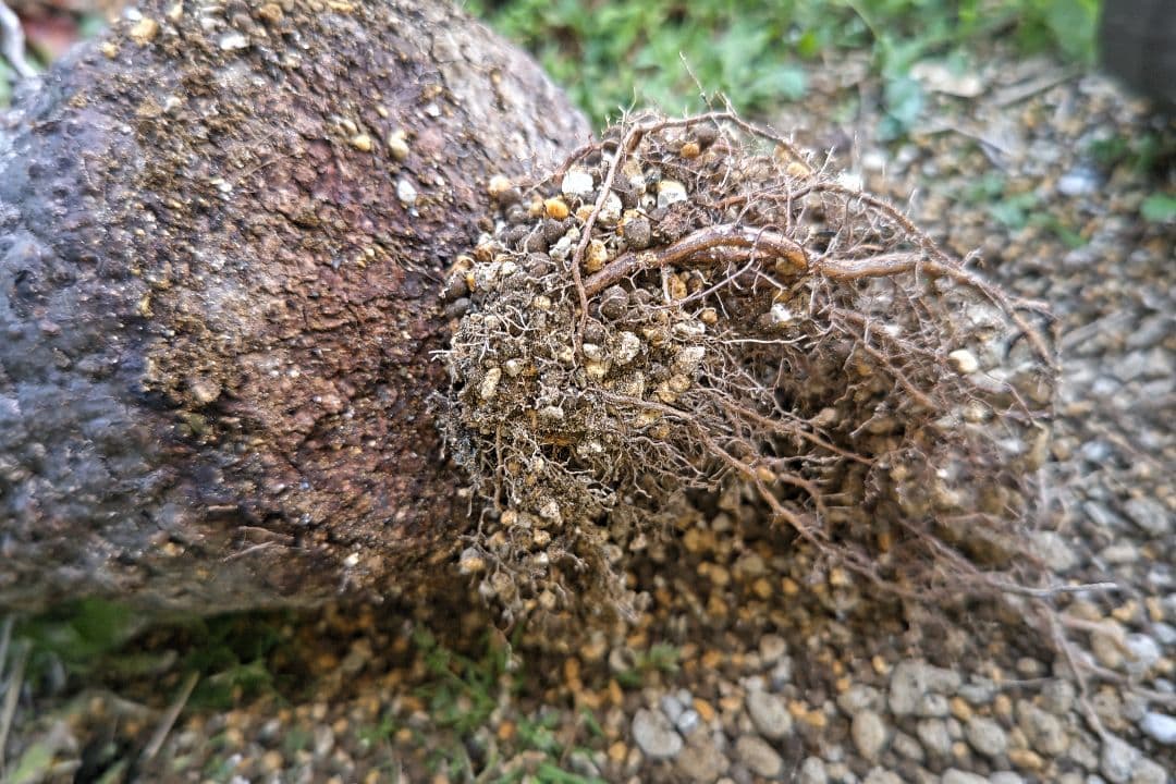 Fenrir　オペルクリカリアパキプスとグラキリス