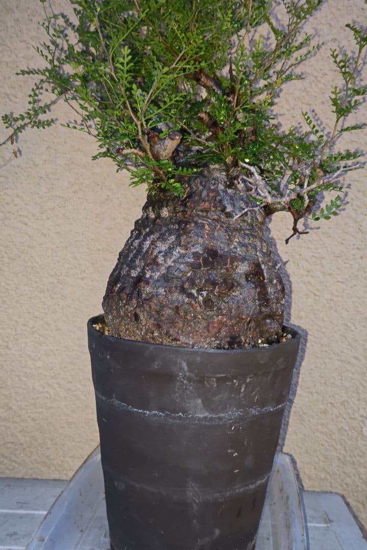 Fenrir　オペルクリカリアパキプスとグラキリス