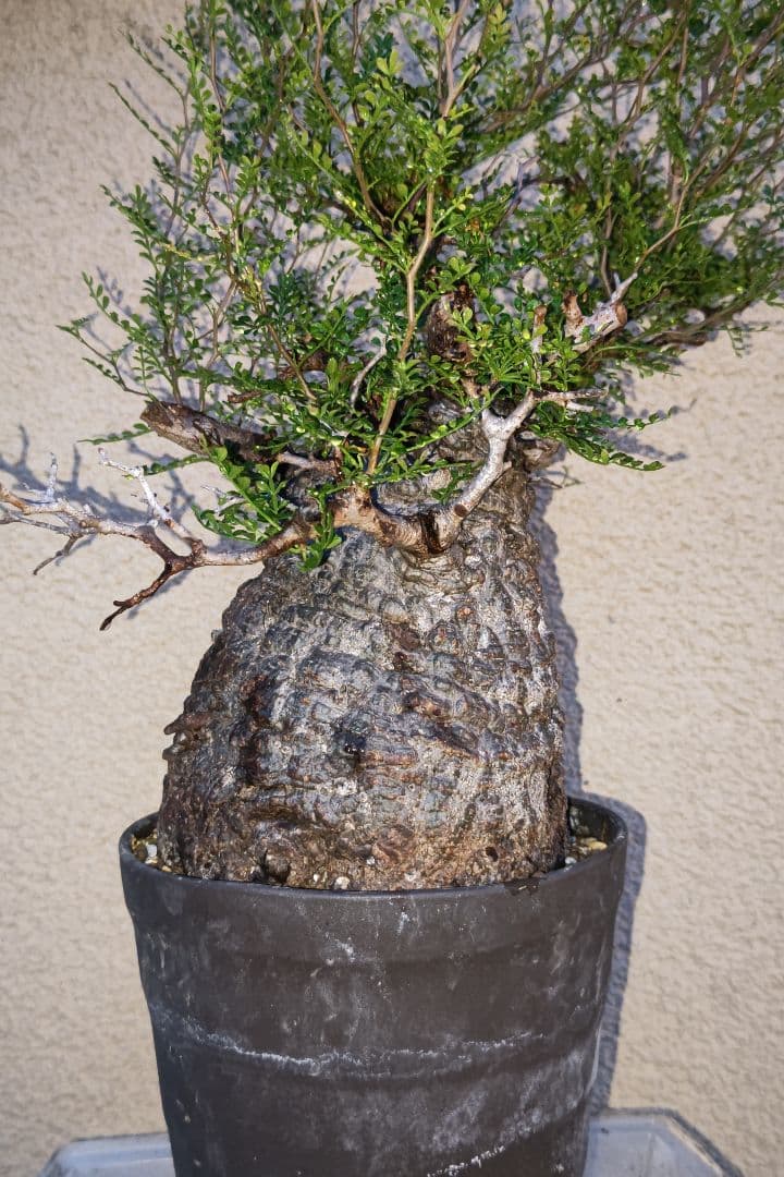 Fenrir　オペルクリカリアパキプスとグラキリス