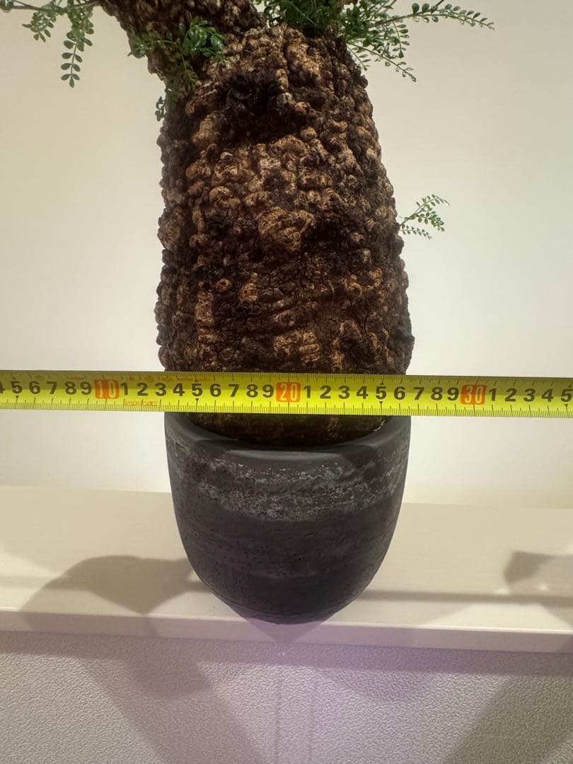 インボイス発行可 オペルクリカリア パキプス 幹幅18㎝ 発根済み 三州