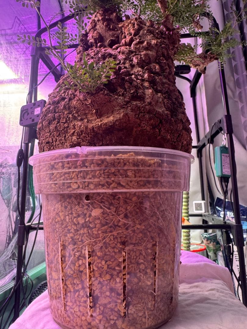 インボイス発行可 オペルクリカリア パキプス 幹幅18㎝ 発根済み 三州