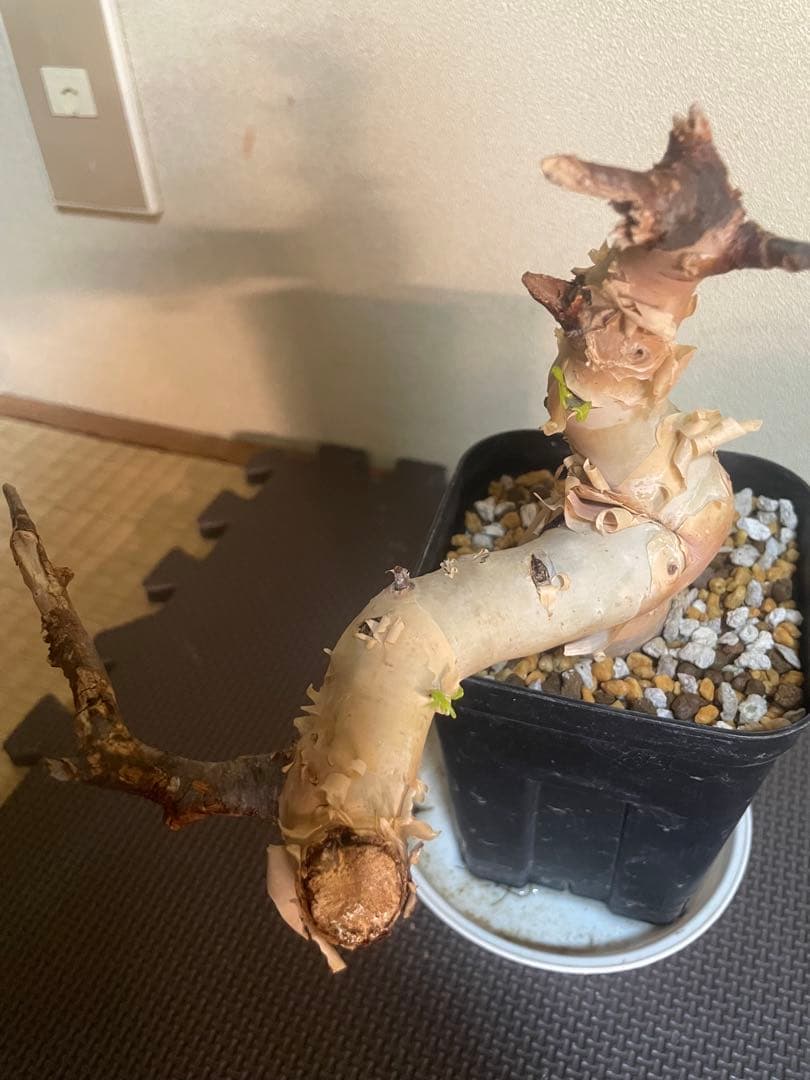 コミフォラ　ピュアカタフ　ソマリア　現地株　発根済み