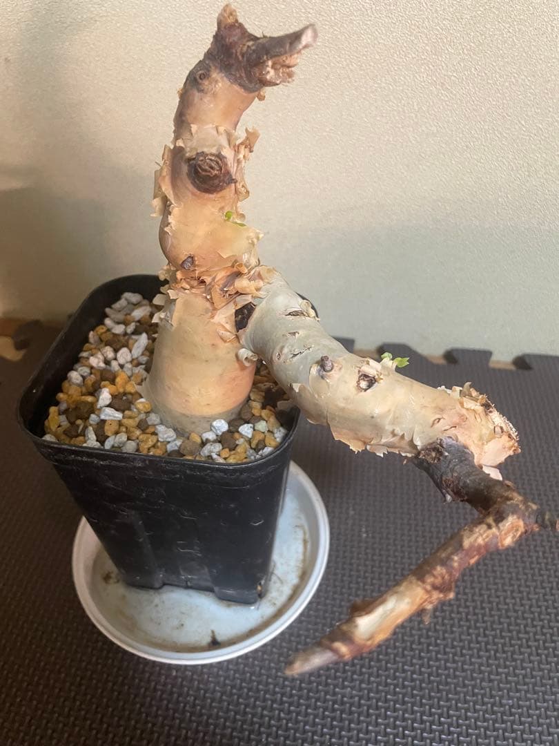 コミフォラ　ピュアカタフ　ソマリア　現地株　発根済み