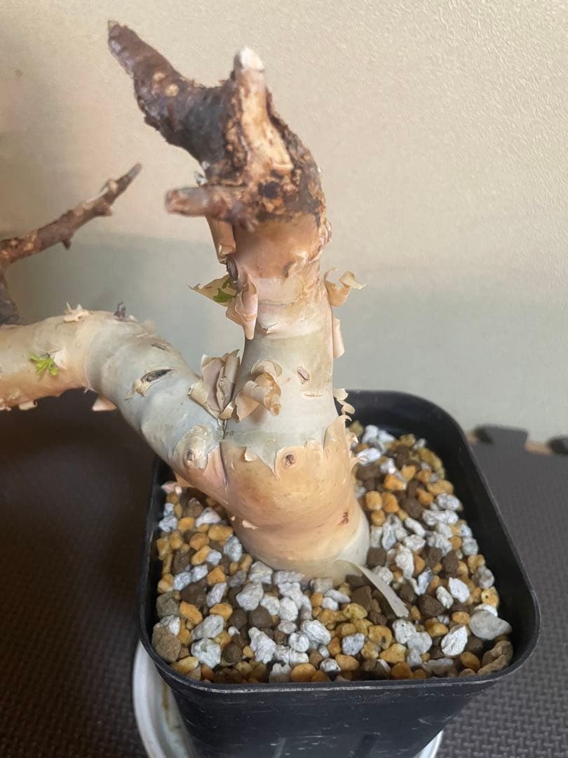 コミフォラ　ピュアカタフ　ソマリア　現地株　発根済み