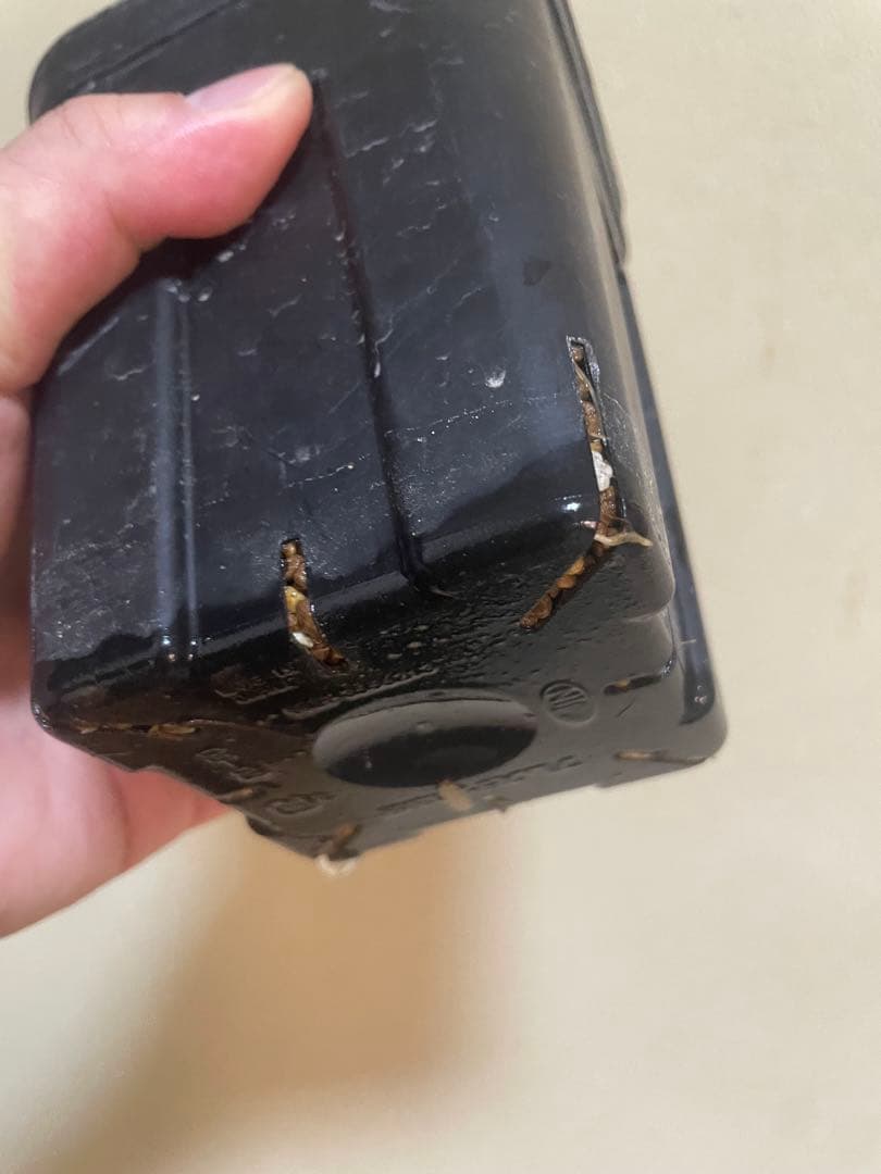 コミフォラ　ピュアカタフ　ソマリア　現地株　発根済み