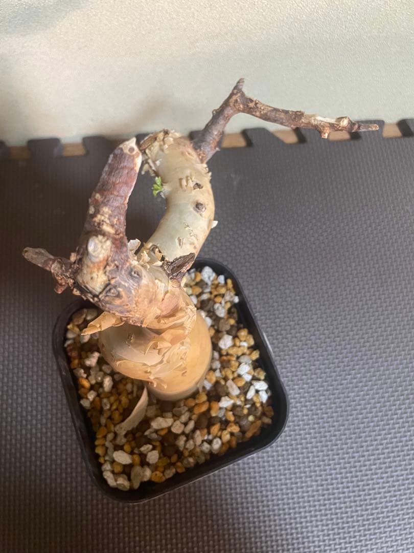 コミフォラ　ピュアカタフ　ソマリア　現地株　発根済み