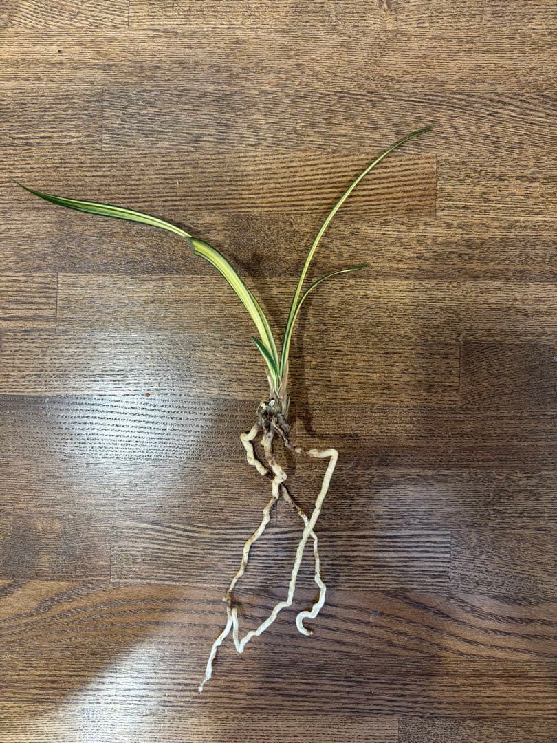 韓国春蘭　日本春蘭　栄光　掘り出しSALE品