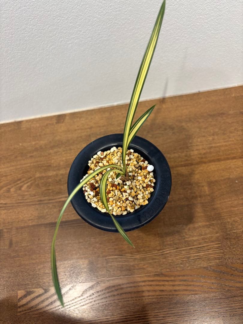 韓国春蘭　日本春蘭　栄光　掘り出しSALE品