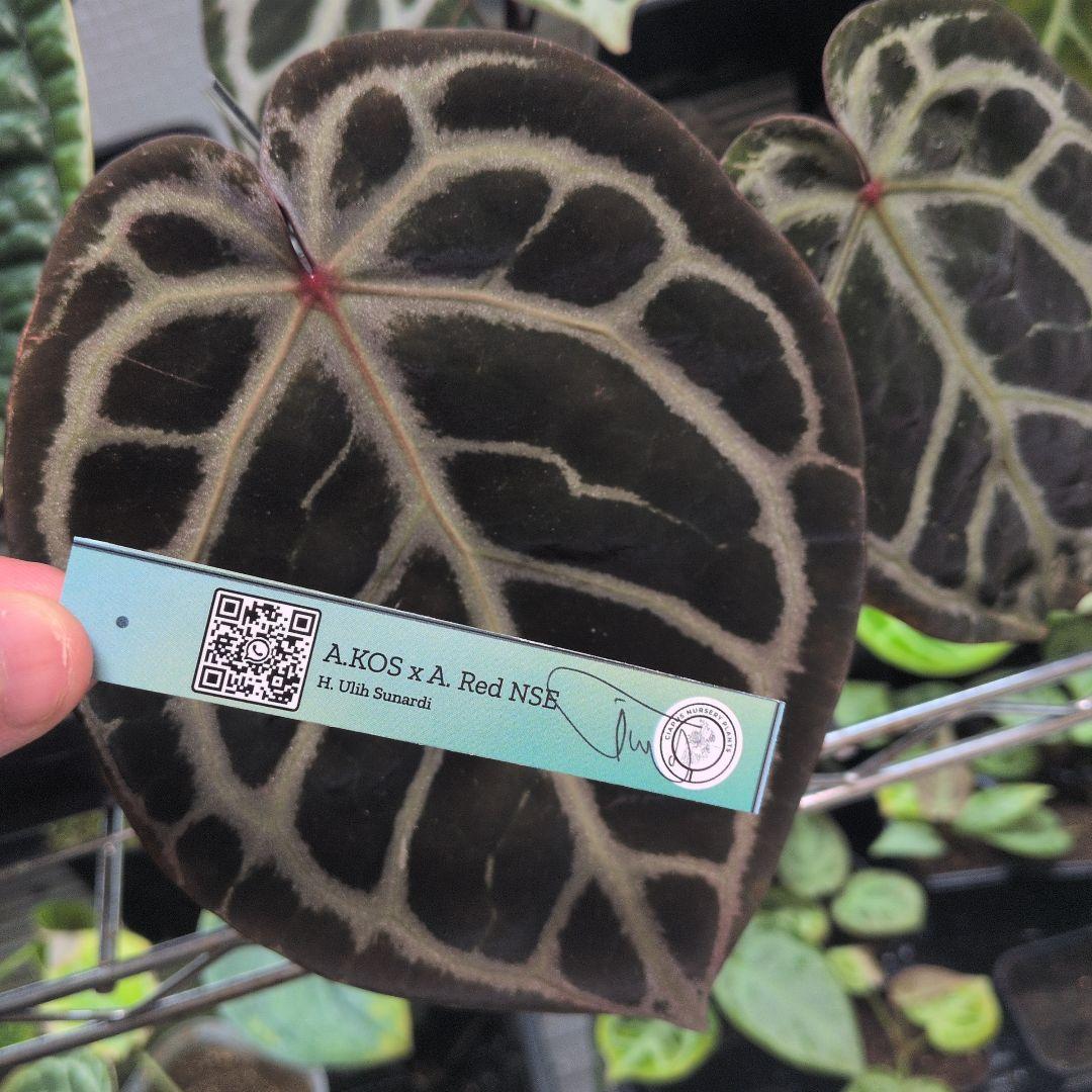 アンスリウム　KOS x Red crystalinum　Huタグ付き