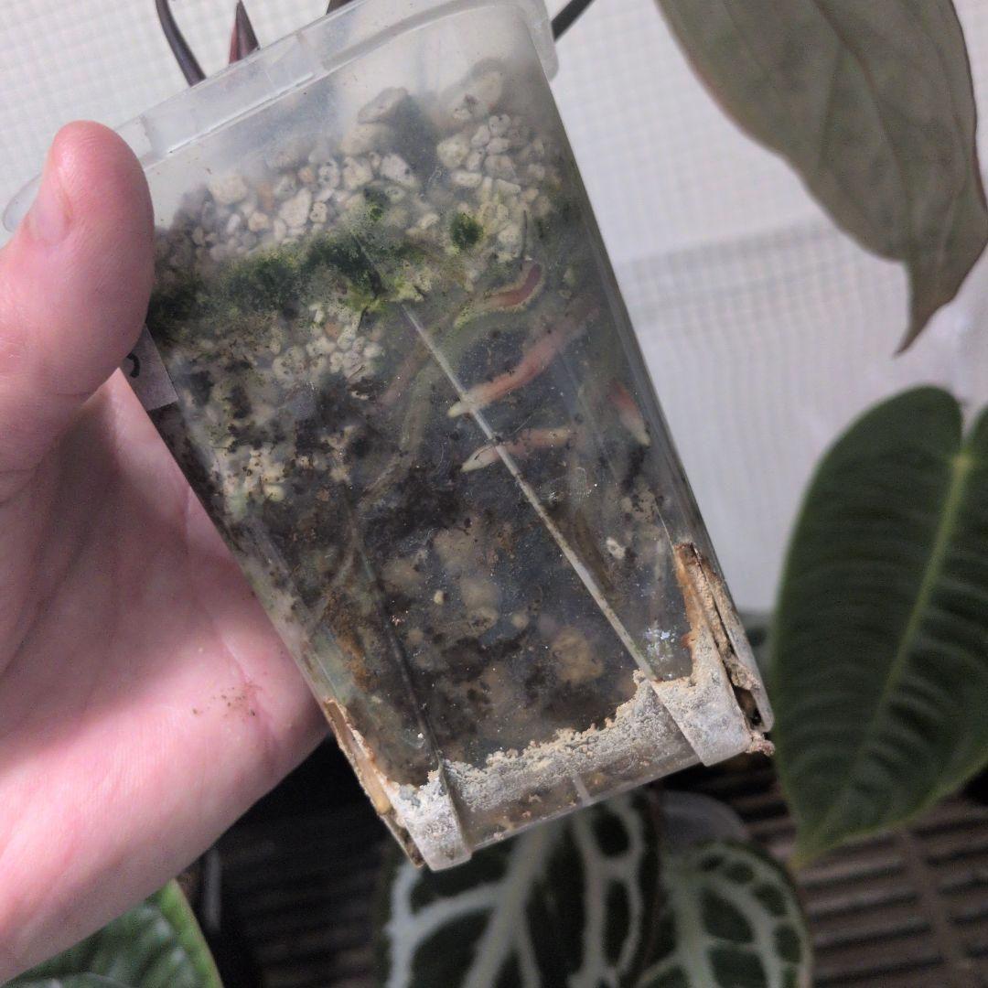 アンスリウム　KOS x Red crystalinum　Huタグ付き