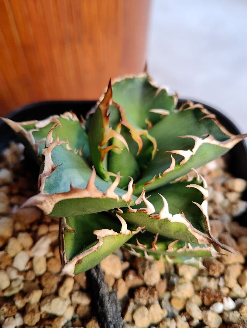 アガベ オテロイ実生選抜(メキシコ産種子)④ - メルカリ