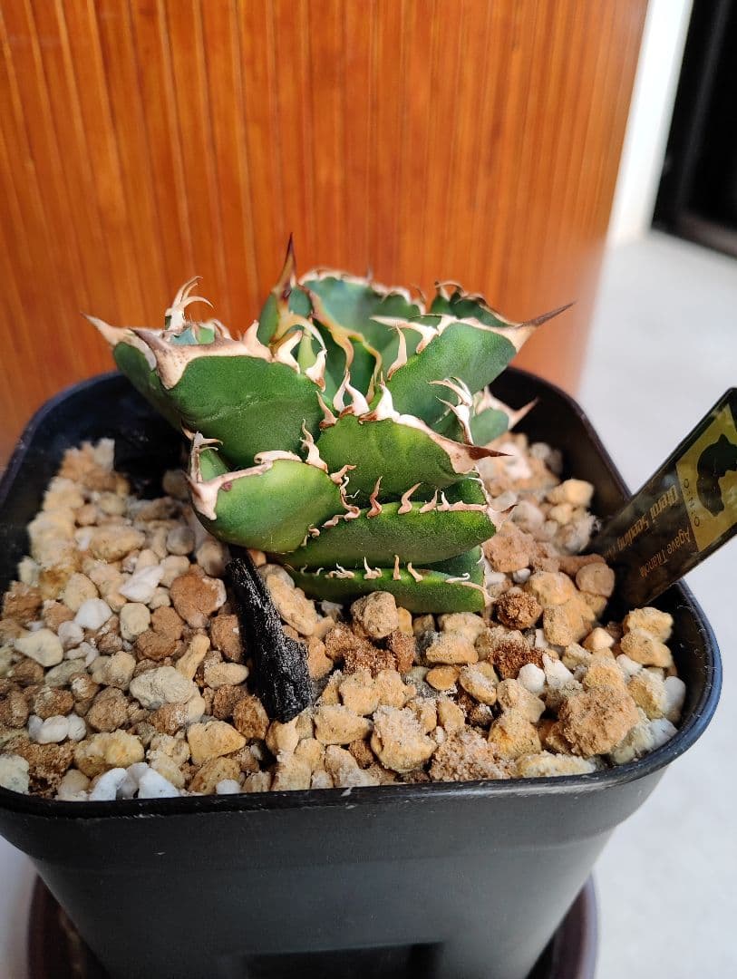 アガベ オテロイ実生選抜(メキシコ産種子)④ - メルカリ