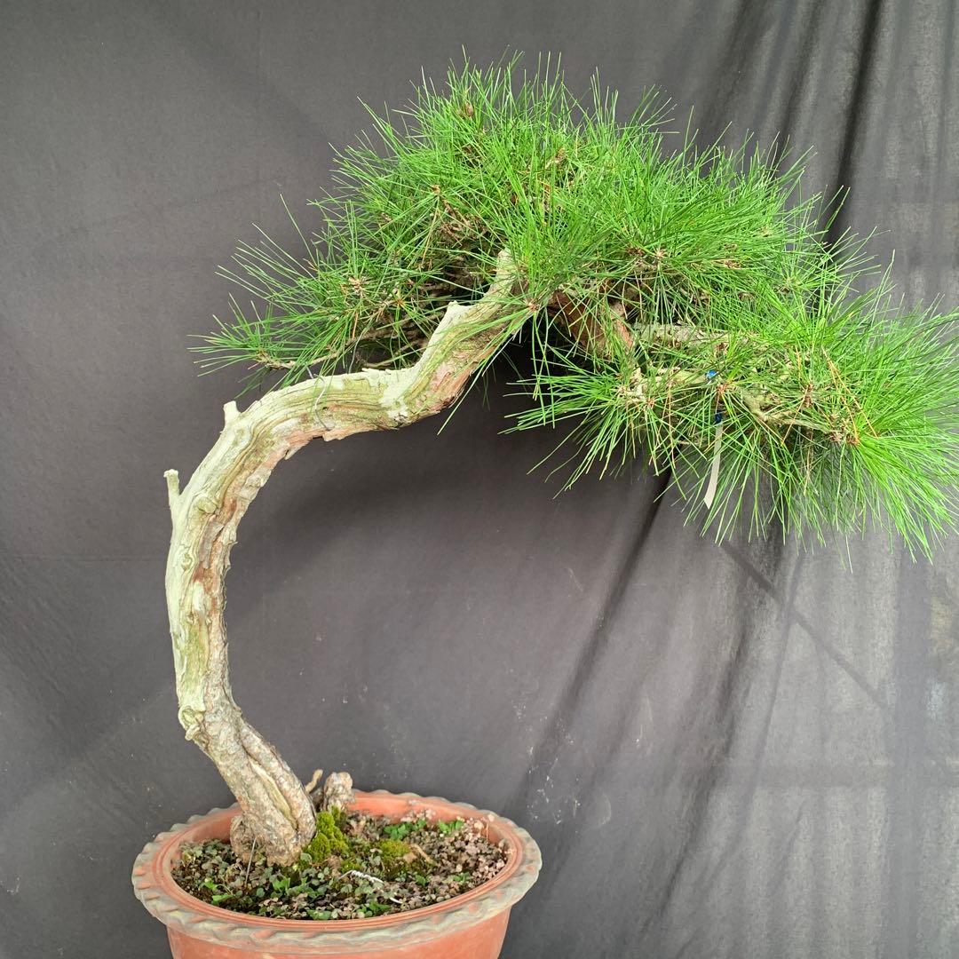 赤松　山木　山採り　樹齢数百年　大品盆栽