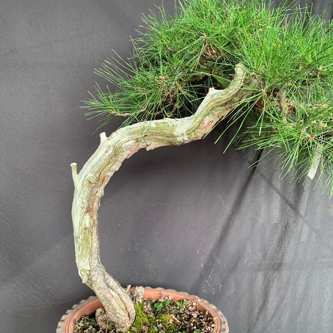 赤松　山木　山採り　樹齢数百年　大品盆栽