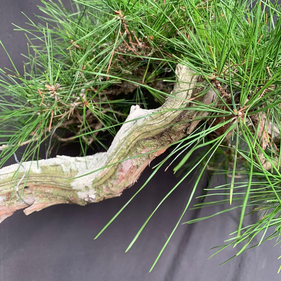 赤松　山木　山採り　樹齢数百年　大品盆栽