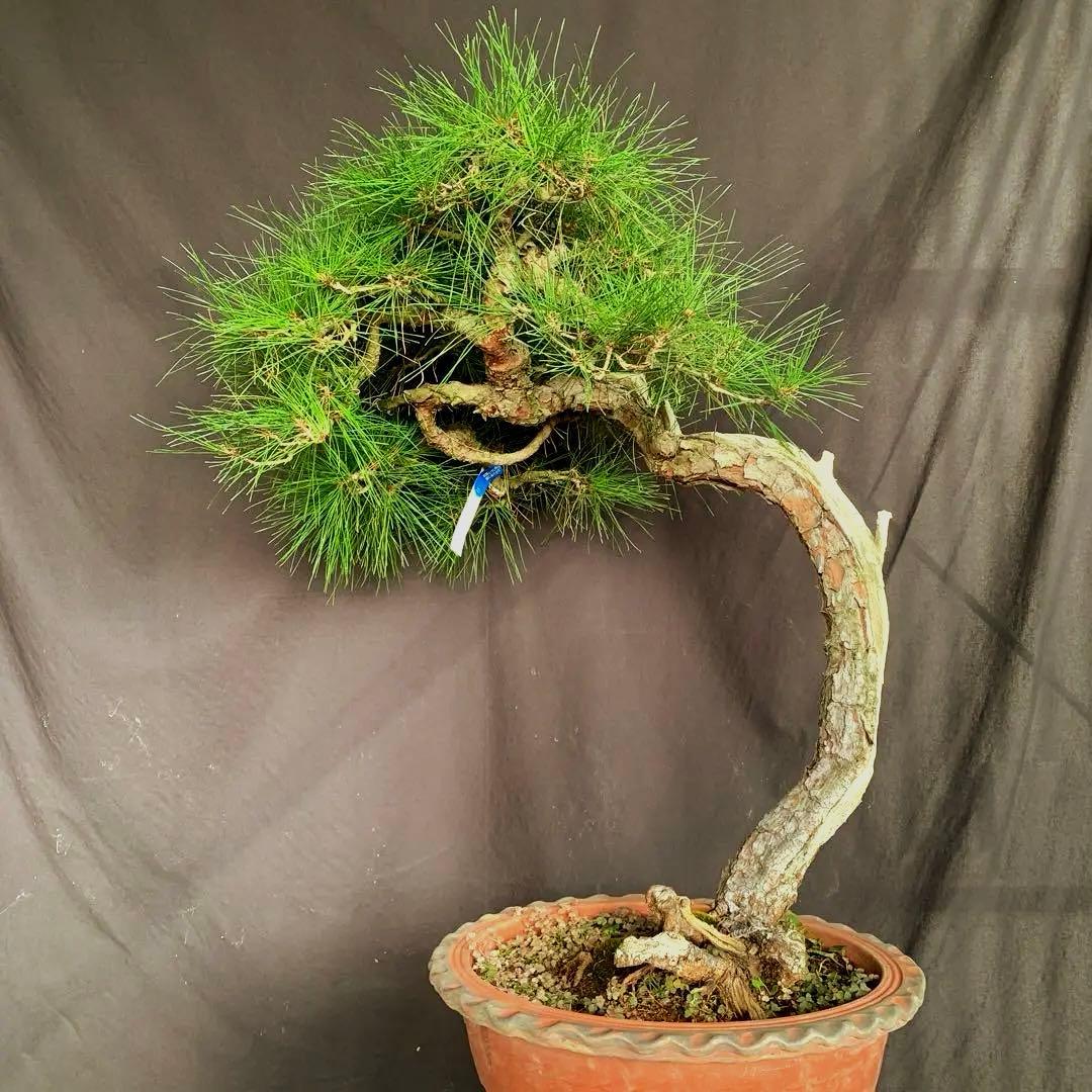 赤松　山木　山採り　樹齢数百年　大品盆栽