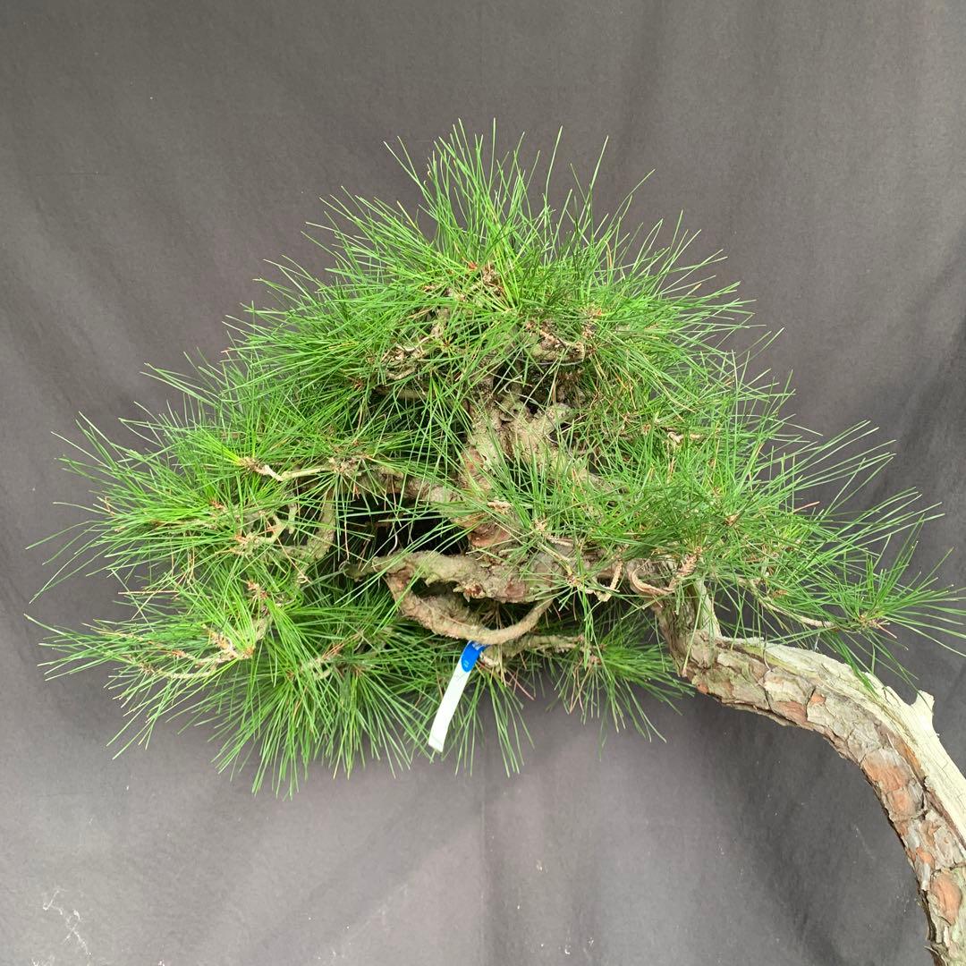 赤松　山木　山採り　樹齢数百年　大品盆栽