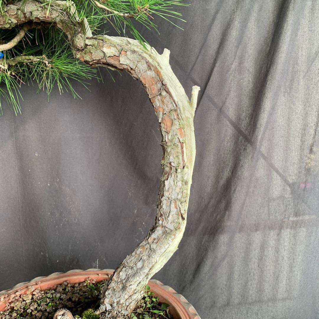 赤松　山木　山採り　樹齢数百年　大品盆栽