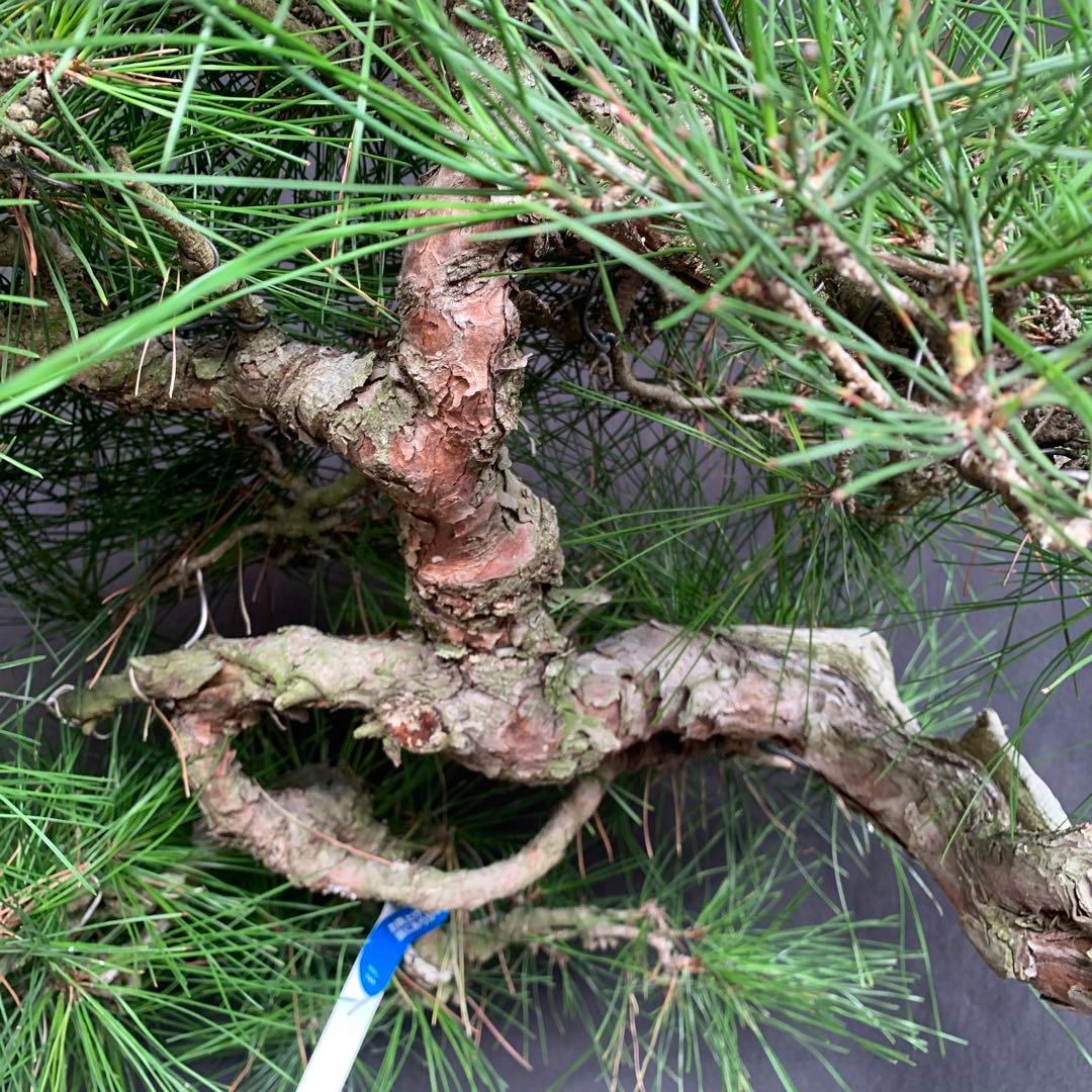 赤松　山木　山採り　樹齢数百年　大品盆栽