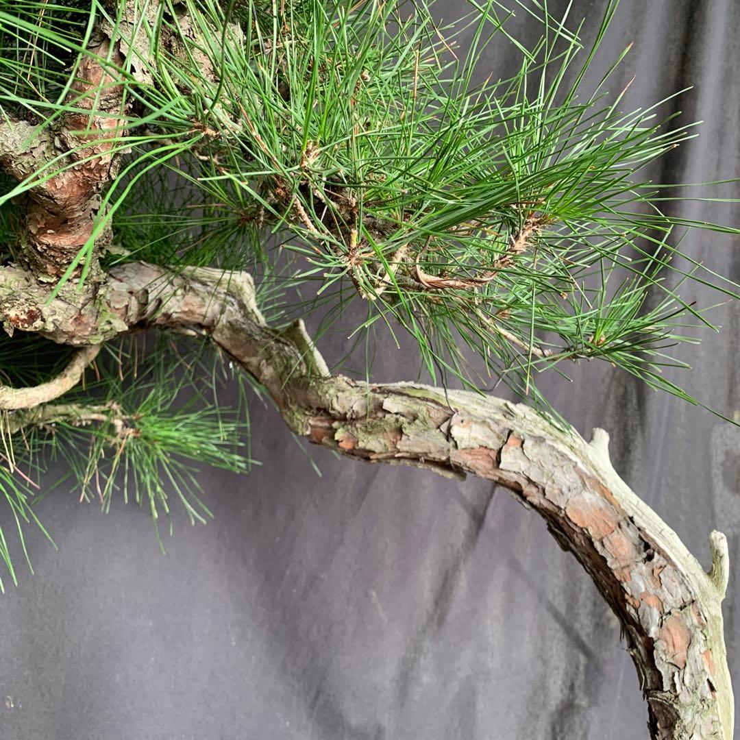 赤松　山木　山採り　樹齢数百年　大品盆栽