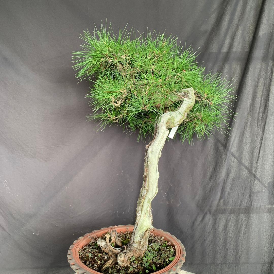 赤松　山木　山採り　樹齢数百年　大品盆栽