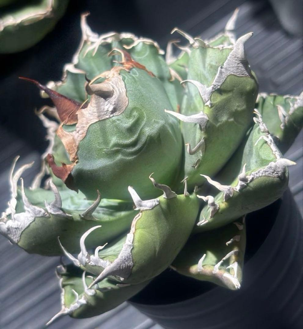 アガベスーパーチタノタ（極上株）超S級悪魔くんBAKEMONO激レア高級品種！