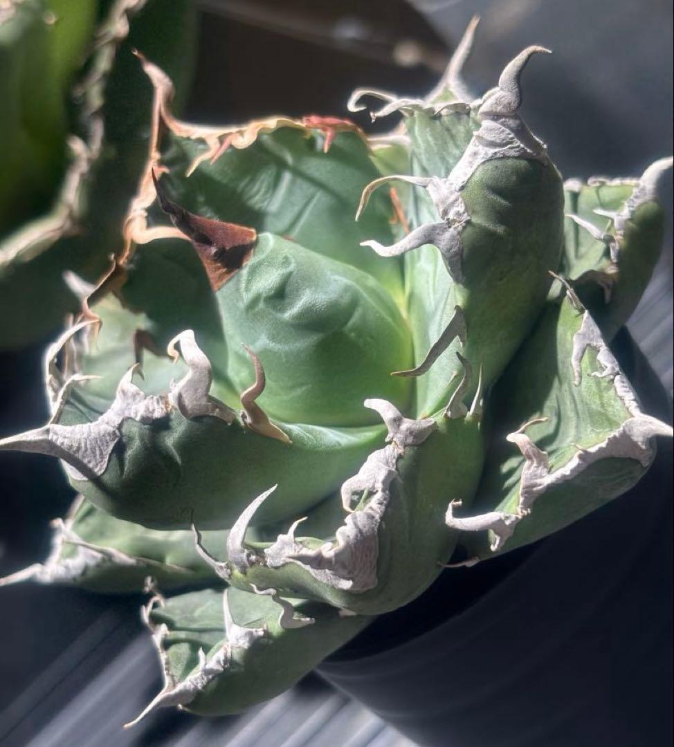 アガベスーパーチタノタ（極上株）超S級悪魔くんBAKEMONO激レア高級品種！