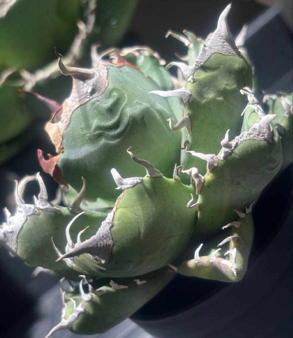 アガベスーパーチタノタ（極上株）超S級悪魔くんBAKEMONO激レア高級品種！