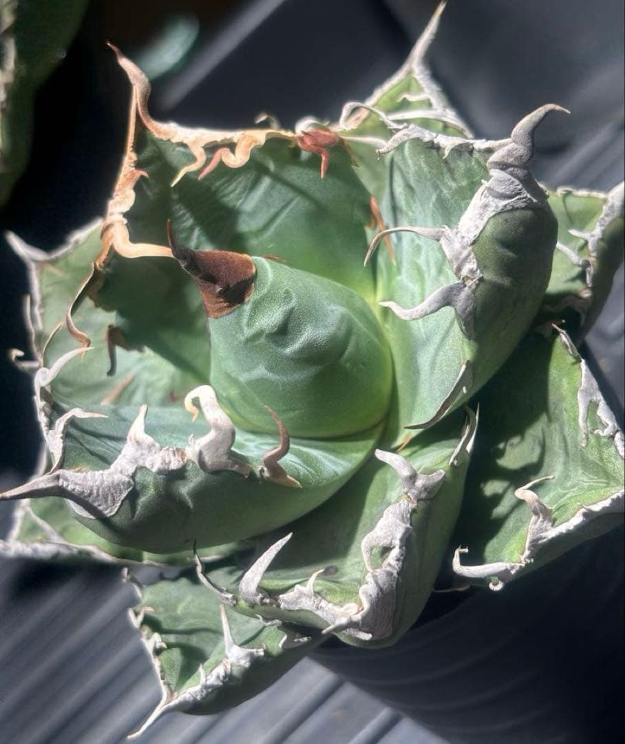 アガベスーパーチタノタ（極上株）超S級悪魔くんBAKEMONO激レア高級品種！