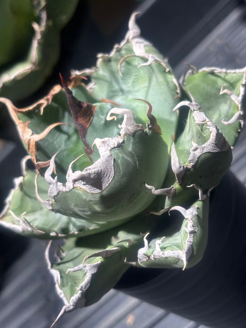 アガベスーパーチタノタ（極上株）超S級悪魔くんBAKEMONO激レア高級品種！