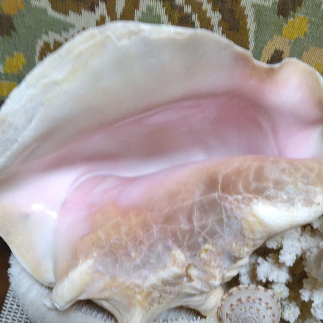 白珊瑚コンク貝他オブジェ - メルカリ