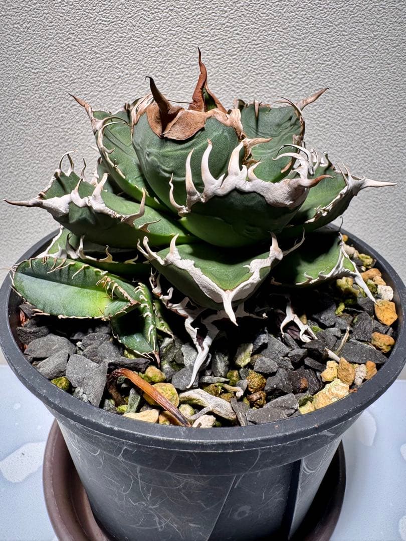 ト*畑様 アガベ チタノタ　悪魔くん　子株3個付き